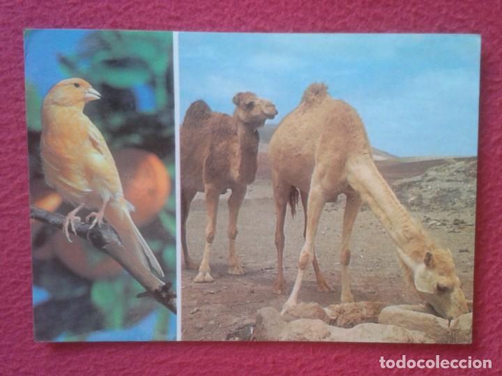 Postais: POSTAL POST CARD ISLAS CANARIAS CANARY ISLANDS SPAIN CAMELLOS EN EL ABREVADERO CAMELS DRINKING...VER
