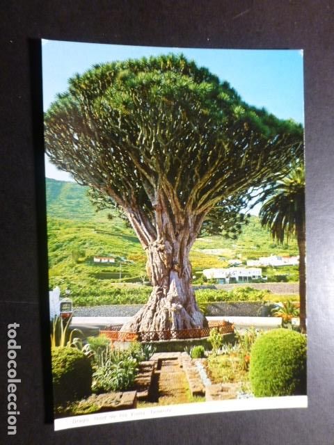 Postales: ICOD DE LOS VINOS TENERIFE - Foto 1