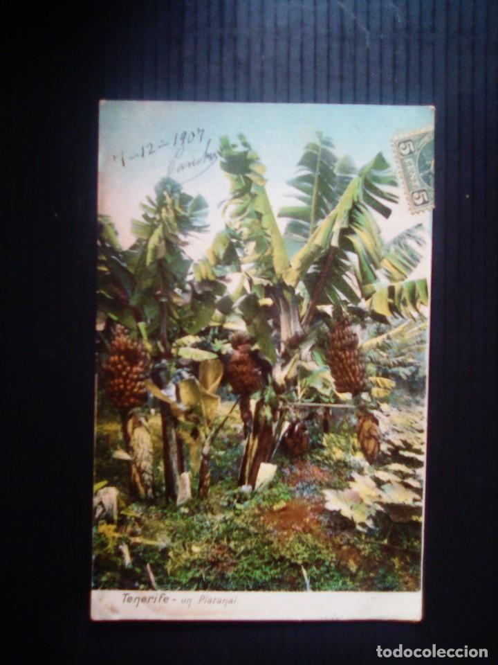 Postales: Tenerife-Un Platanal. - Foto 1