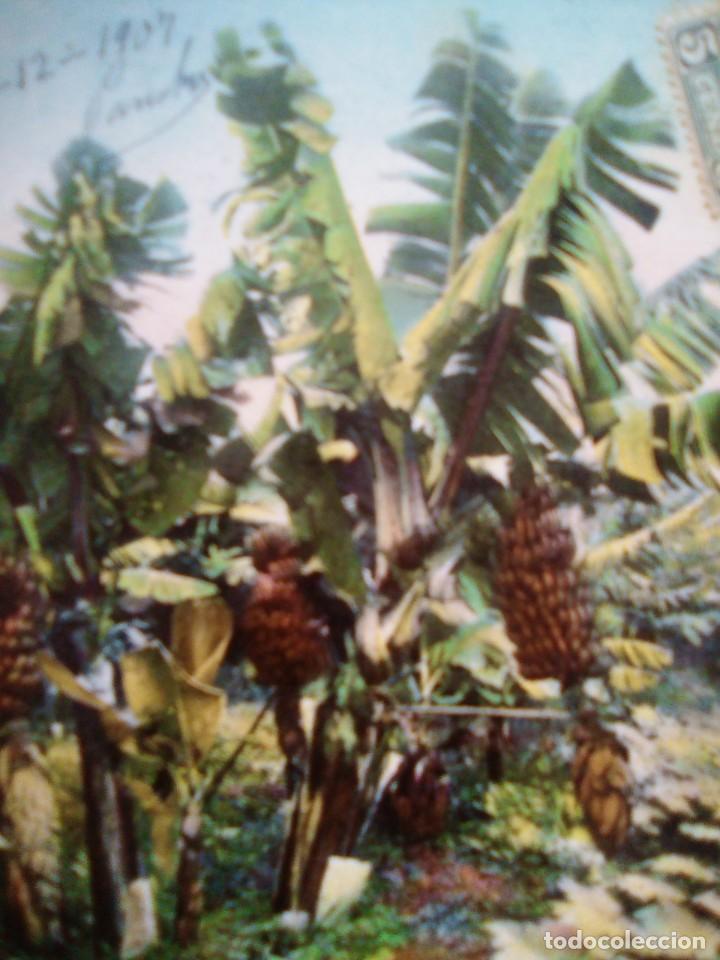 Postales: Tenerife-Un Platanal. - Foto 2