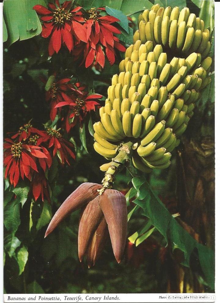 Postais: [POSTAL] El pl&aacute;tano es la m&aacute;s imp. fuente de riqueza de la is (Islas Canarias) A&ntilde;o 1988. (circulada)