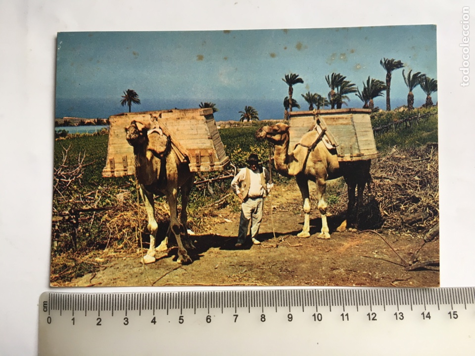 Postais: POSTAL. ISLAS CANARIAS. CAMELLOS. J. ARTHUR DIXON. ENGLAND.