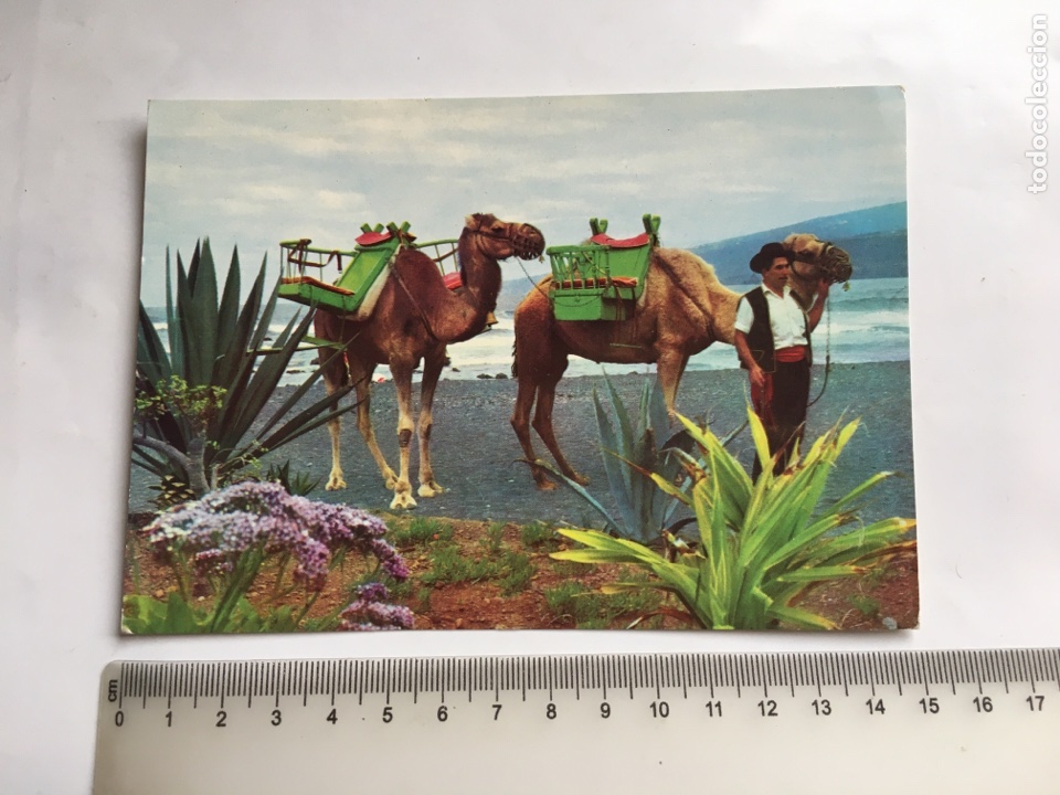 Postales: POSTAL. PUERTO DE LA CRUZ. CAMELLOS EN LA PLAYA. EDITORIAL CANARIA.