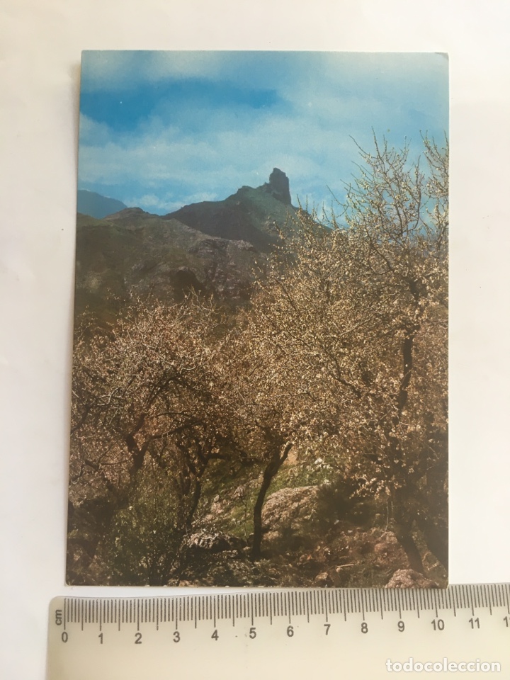 Postales: POSTAL. LAS PALMAS DE GRAN CANARIA. ALMENDROS EN FLOR. DISTRIBUIDORA EDITORIAL CANARIA.