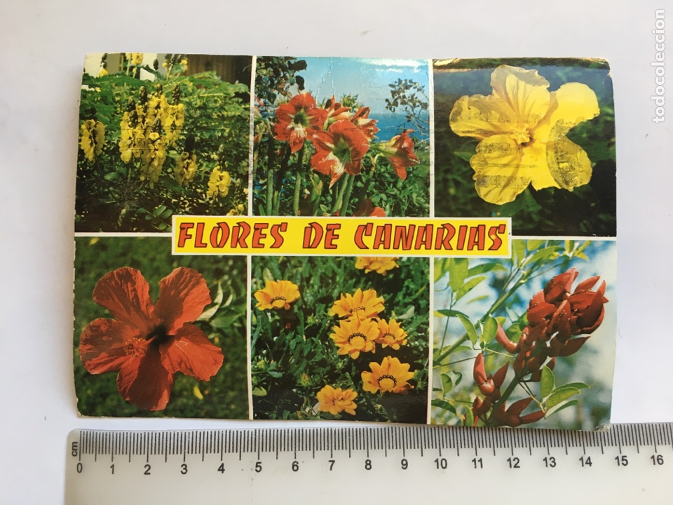Cartes Postales: POSTAL. FLORES DE CANARIAS. ASPECTOS VARIOS.