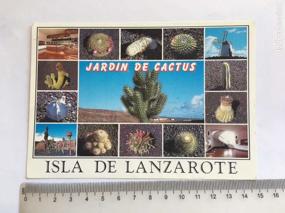 Postales: POSTAL. ISLA DE LANZAROTE. JARD&Iacute;N DE CACTUS. BRITO & MANZANO.