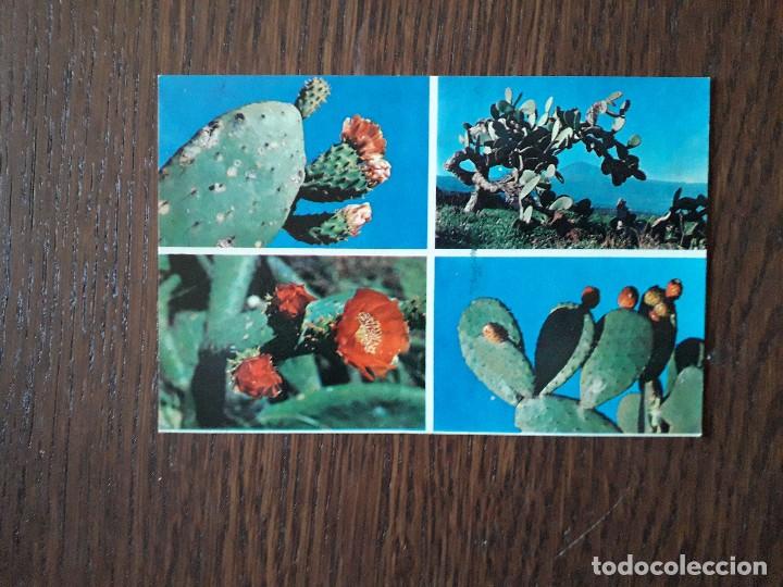 Postais: postal de flor y fruto del nopal, Santa Cruz de Tenerife.