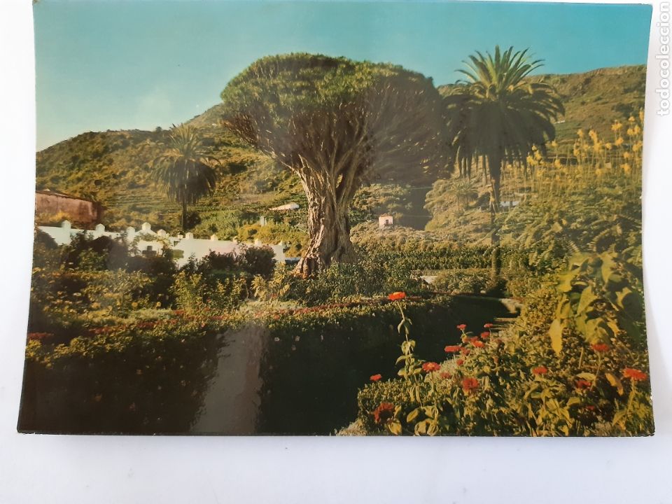Postkarten: Postal Canarias,,Tenerife, n&deg;126,icod de los vinos