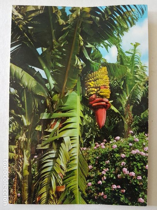 Postales: ISLAS CANARIAS FLORA TIPICA POSTAL - Foto 1