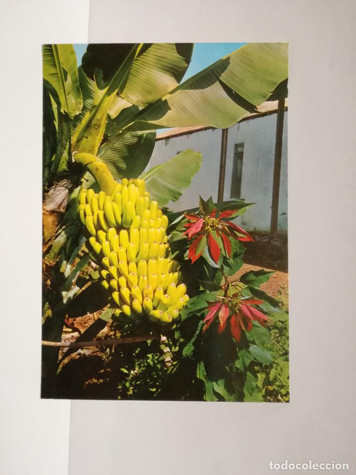 Postales: POSTAL N&ordm; 2039 - CANARIAS - PLATANERO Y FLOR DE PASCUA - ED. GASTEIZ 1974