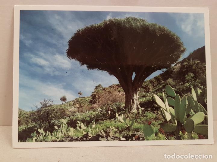 Cartoline: antigua postal el drago islas canarias circulada