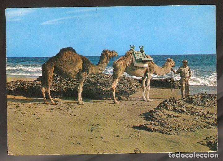 Postales: 1 POSTAL - GRAN CANARIA - MASPALOMAS - CAMELLOS EN LA PLAYA DE MASPALOMAS - VER FOTO REVERSO