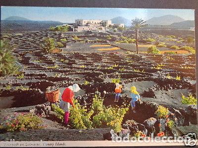 Postales: POSTAL VI&Ntilde;EDOS DE LANZAROTE ISLAS CANARIAS POSTCARD POSTKARTE CC03115