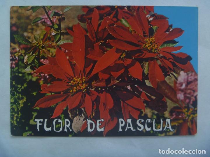 Cartes Postales: POSTAL DE LAS ISLAS CANARIAS : FLOR DE PASCUA