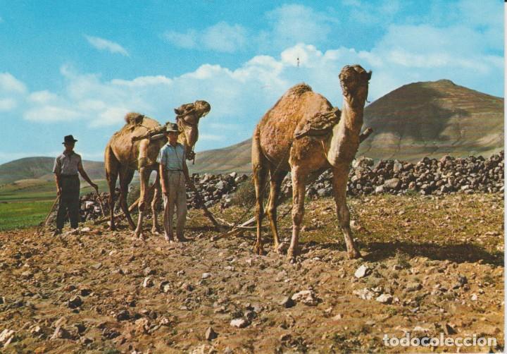Postales: (2095) ISLAS CANARAS. FAENA DE CAMPO ... SIN CIRCULAR - Foto 1