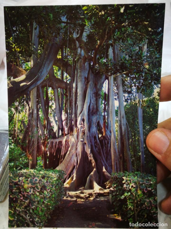 Cartes Postales: Postal Puerto de la Cruz Tenerife Jard&iacute;n Bot&aacute;nico N 161 ANIBARRO S/C