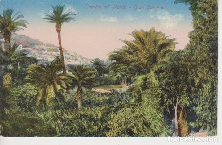 Postales: GRAN CANARIA. CAMINO DEL MONTE ... SIN CIRCULAR - Foto 1