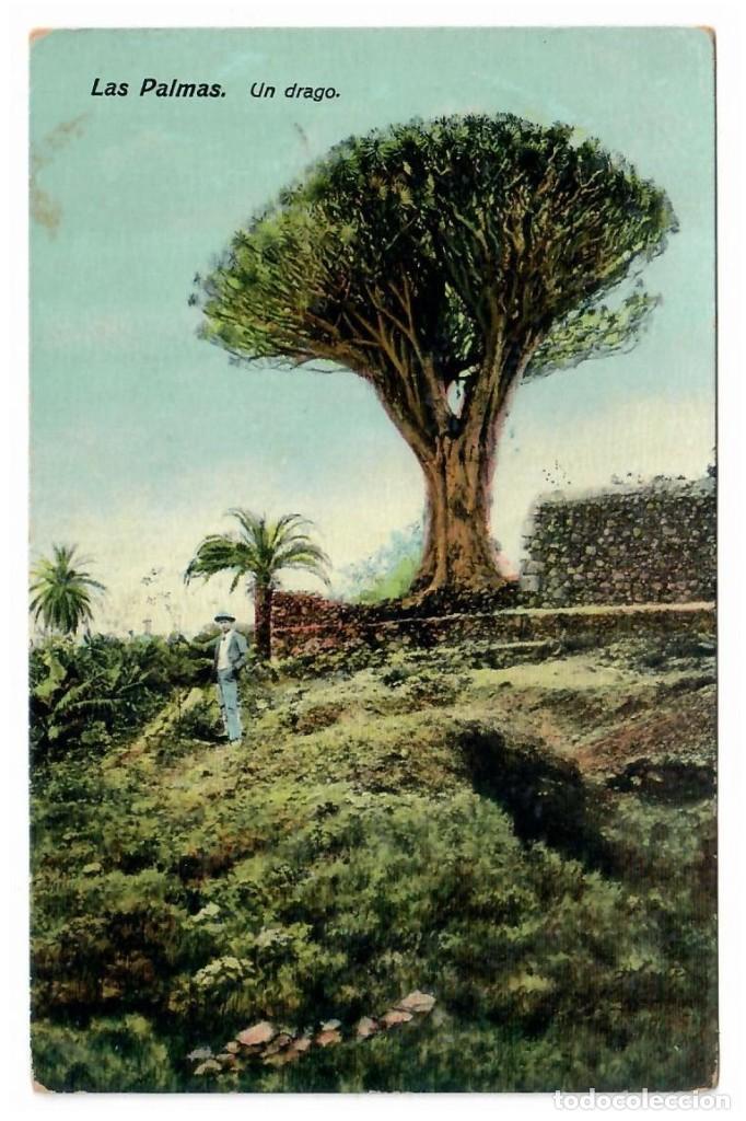 Postales: ESPA&Ntilde;A &diams; LAS PALMAS &diams; UN DRAGO - Foto 1