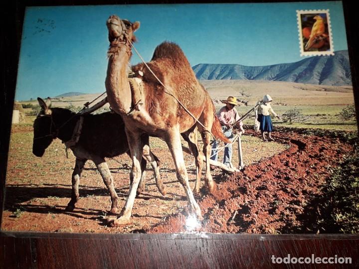 Cartoline: N&ordm; 40252 POSTAL ISLAS CANARIAS MOTIVO TIPICO