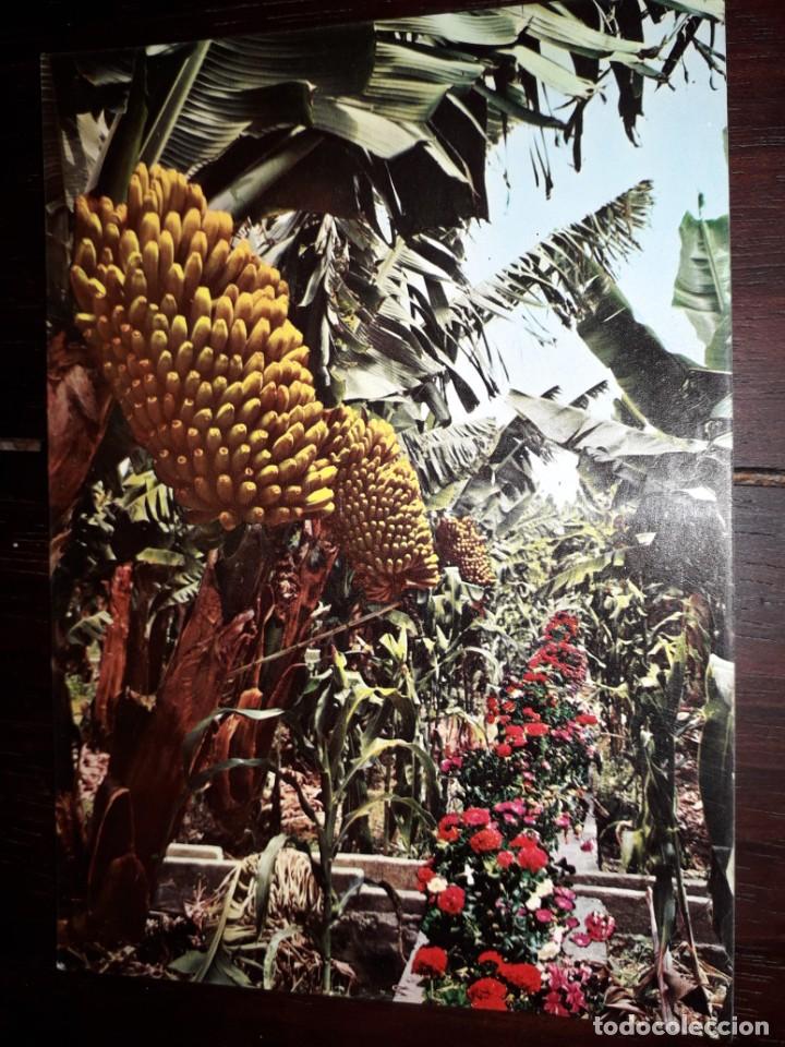 Postales: N&ordm; 41351 POSTAL GRAN CANARIA PLANTACIONES DE PLATANOS