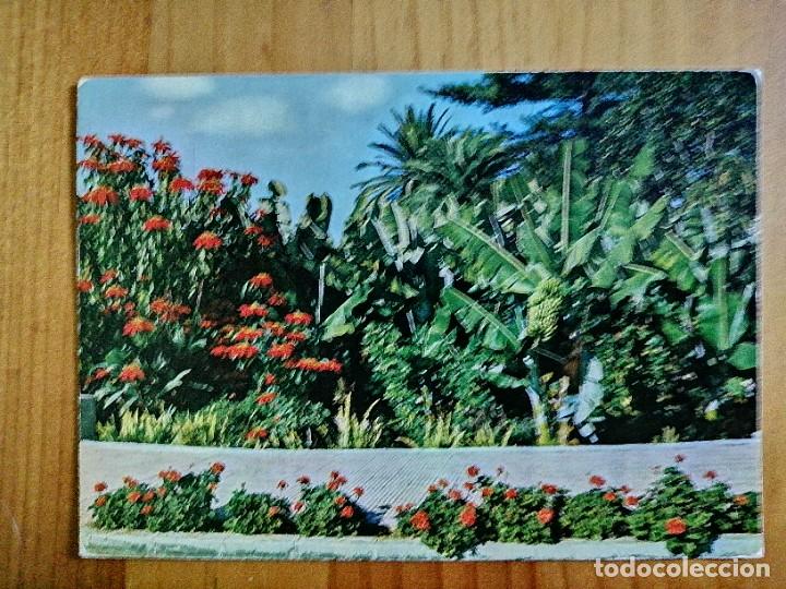 Postales: POSTAL - PUERTO DE LA CRUZ (TENERIFE) - AVENIDA DE LAS PALMERAS.