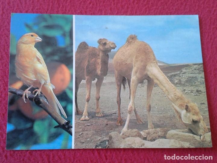 Postais: POST CARD KARTE CARTE POSTALE ISLAS CANARIAS CAMELLOS EN UN ABREVADERO CAMELS DRINKING..VER FOTO....