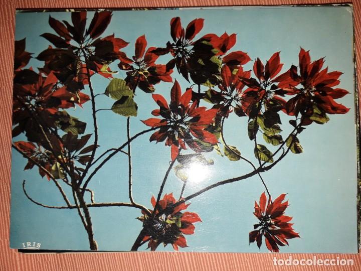 Postcards: N&ordm; 4448 POSTAL FLORES DE PASCUAS ISLAS CANARIAS