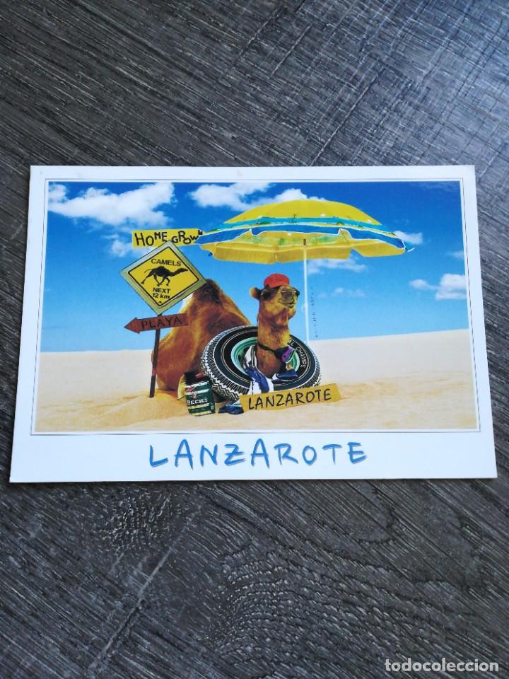 Postales: Postal Lanzarote camello - Foto 1