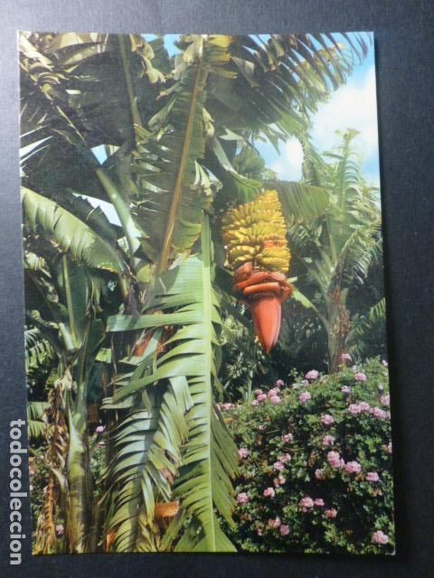 Postales: ISLAS CANARIAS - Foto 1