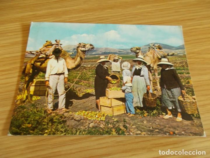 Postales: LANZAROTE -- CANARIAS -- RECOGIDA DE TOMATE - Foto 1
