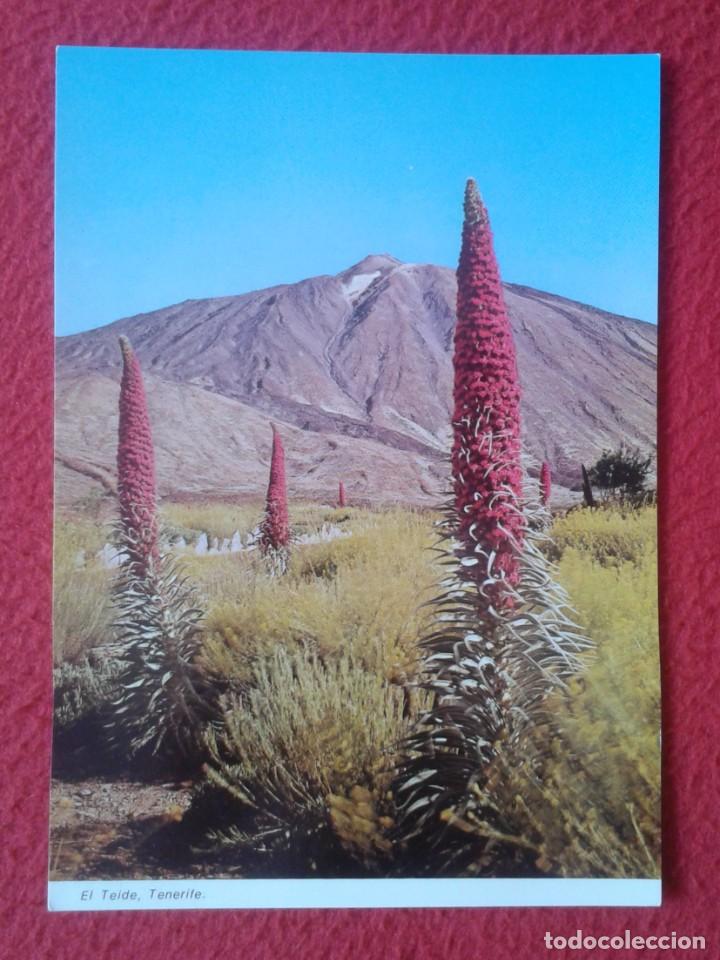 Cartes Postales: POST CARD CANARY ISLANDS ISLAS TENERIFE, EL TEIDE CON LOS TAJINASTES EN PRIMER PLANO, T&Iacute;PICA FLORA..