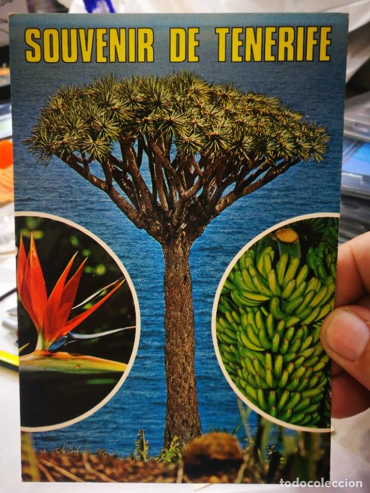 Cartes Postales: Postal Islas Canarias T&iacute;pico Drago EUROAFRICANA DE CANARIAS escrita y Sellada