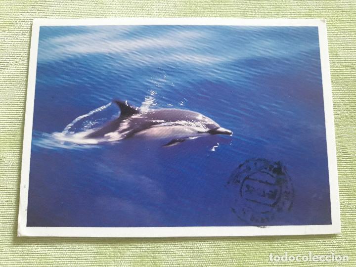 Postales: CANARIAS - GOMERA - DELF&Iacute;N COMUN - 1996 - Foto 1