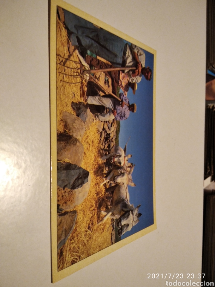 Cartoline: Postal Islas Canarias Labradores mulas