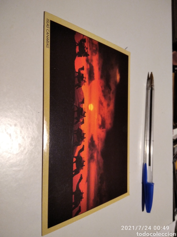 Cartoline: Postal Islas Canarias camellos puesta de sol