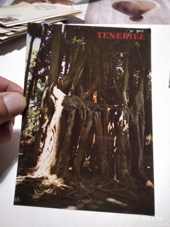 Postais: Postal jard&iacute;n bot&aacute;nico Tenerife