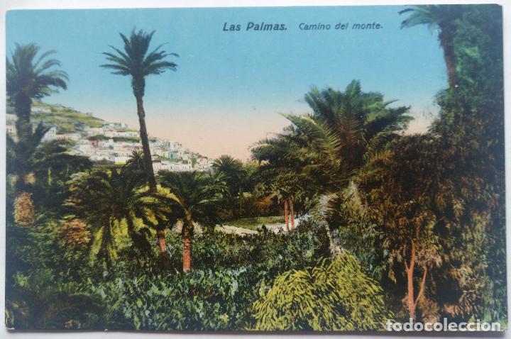Postales: LAS PALMAS CAMINO DEL MONTE - Foto 1