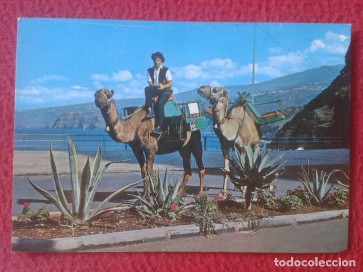 Postais: POST CARD TENERIFE CANARY ISLANDS T&Iacute;PICOS CAMELLOS DE ALQUILER CAMELS EULUAN, SPAIN POSTKARTE VER...