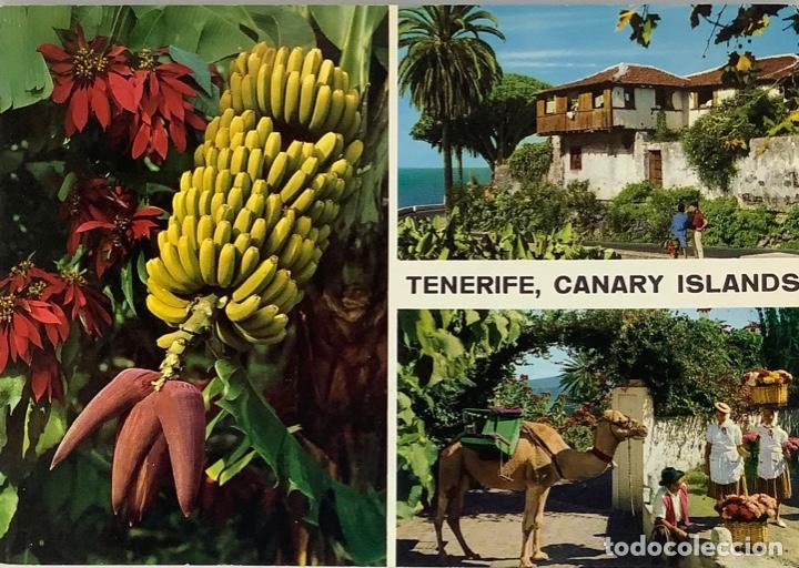 Postales: TENERIFE, JOHN HINDE Circ 1968 - Foto 1