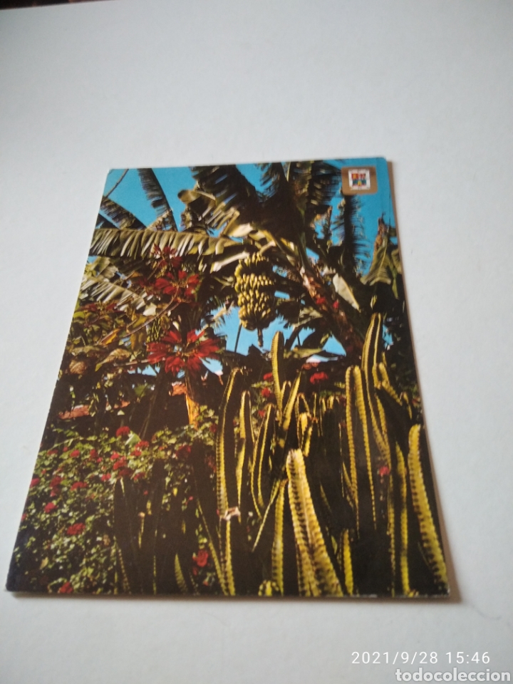 Postales: Postal Canarias palmeras