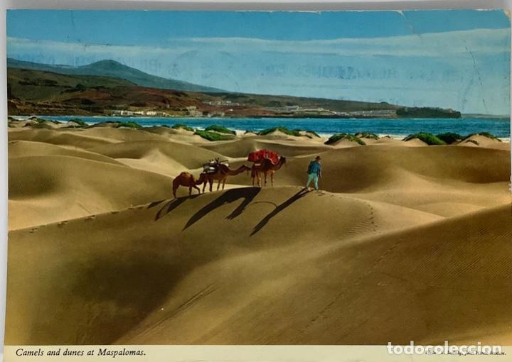 Postales: GRAN CANARIA, MASPALOMAS Camellos y dunas. John Hinde circ 1982 - Foto 1 - 297268318