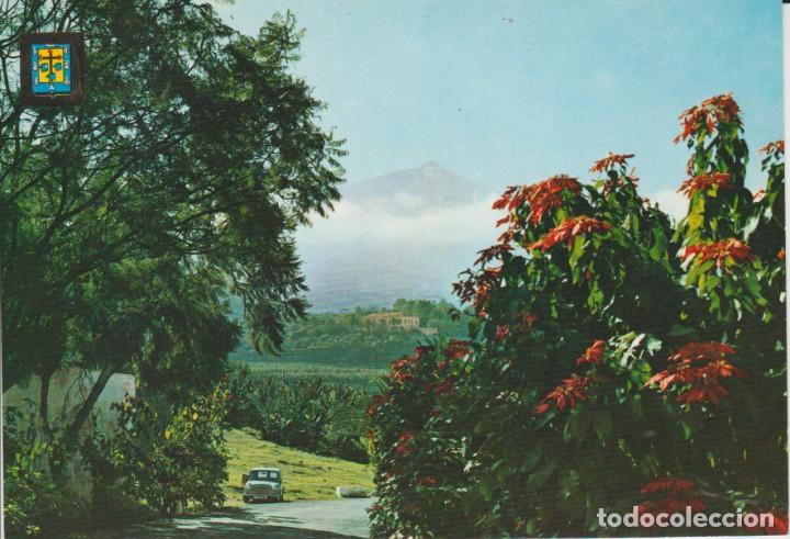 Postales: (167) SANTA CRUZ DE TENERIFE . PAISAJE TIPICO, AL FONDO EL TEIDE ... SIN CIRCULAR