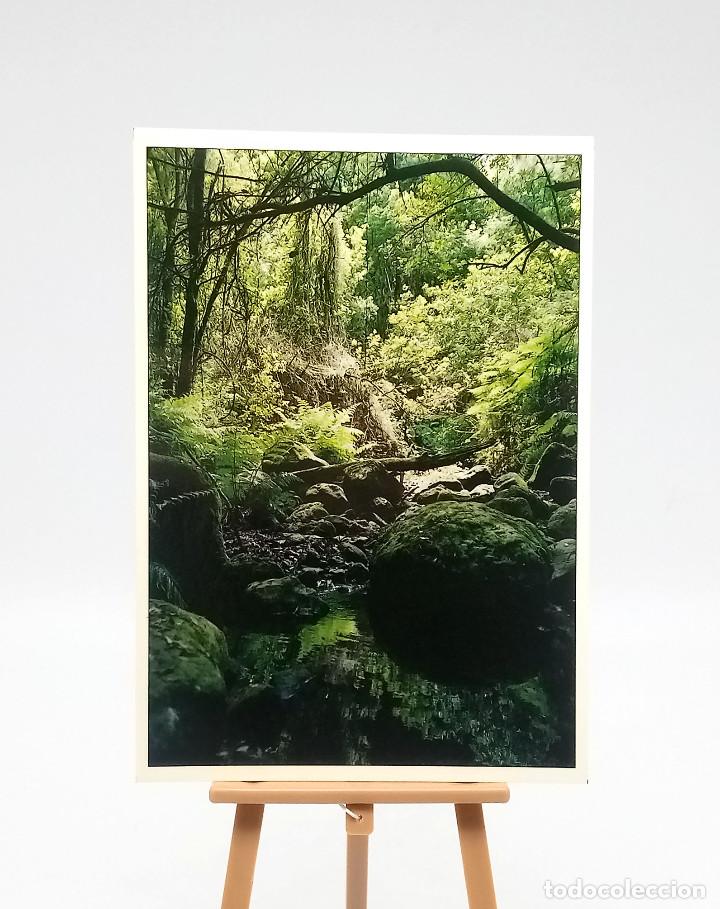 Postales: Postal 245 Bosque de El Cedro (La Gomera) - Foto 1