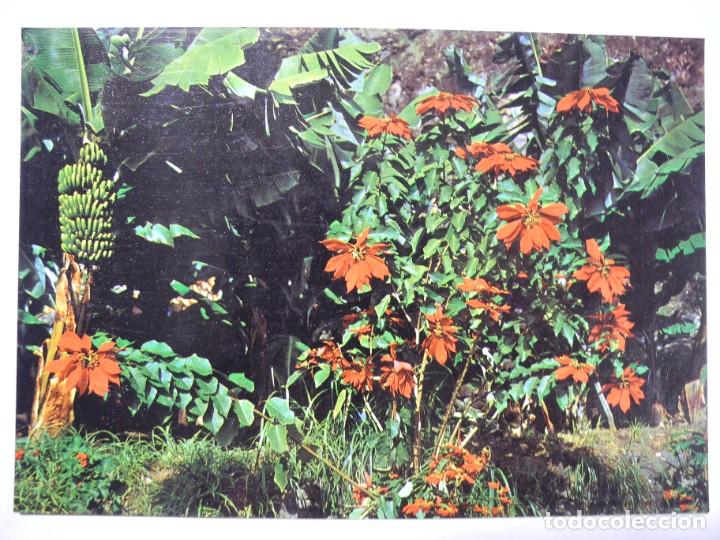 Postkarten: Islas Canarias. Plataneras y pascuas. Ed. Arribas n. 2320 Escrita