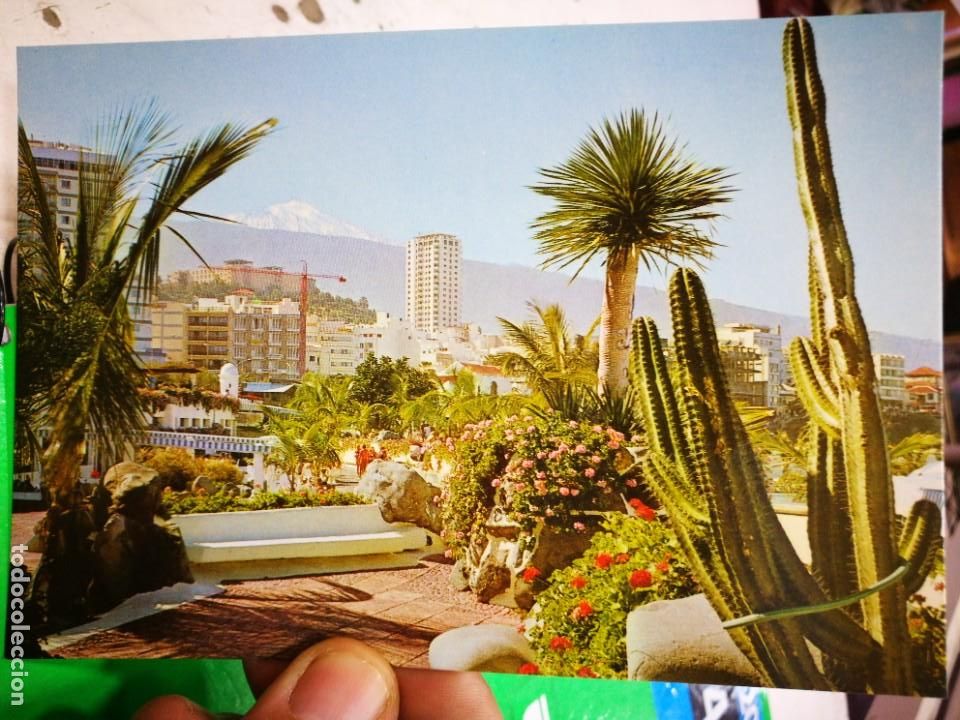 Postcards: Postal Puerto de la Cruz TENERIFE Plantas T&iacute;picas con el Teide N 83 ANIBARRO S/C