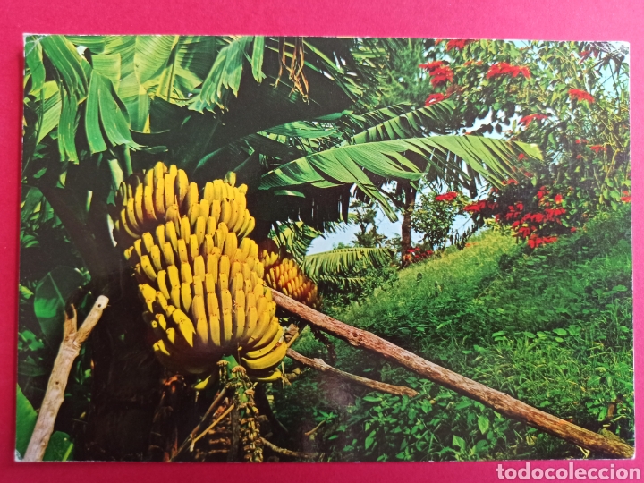 Postcards: Plataneras, Islas Canarias, ediciones Gasteiz.