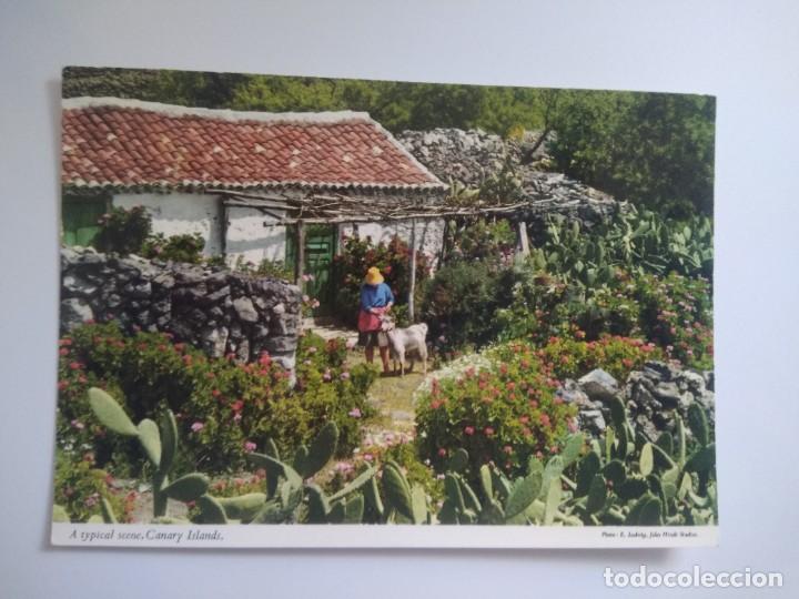 Postales: Postal escena tipica, islas canarias
