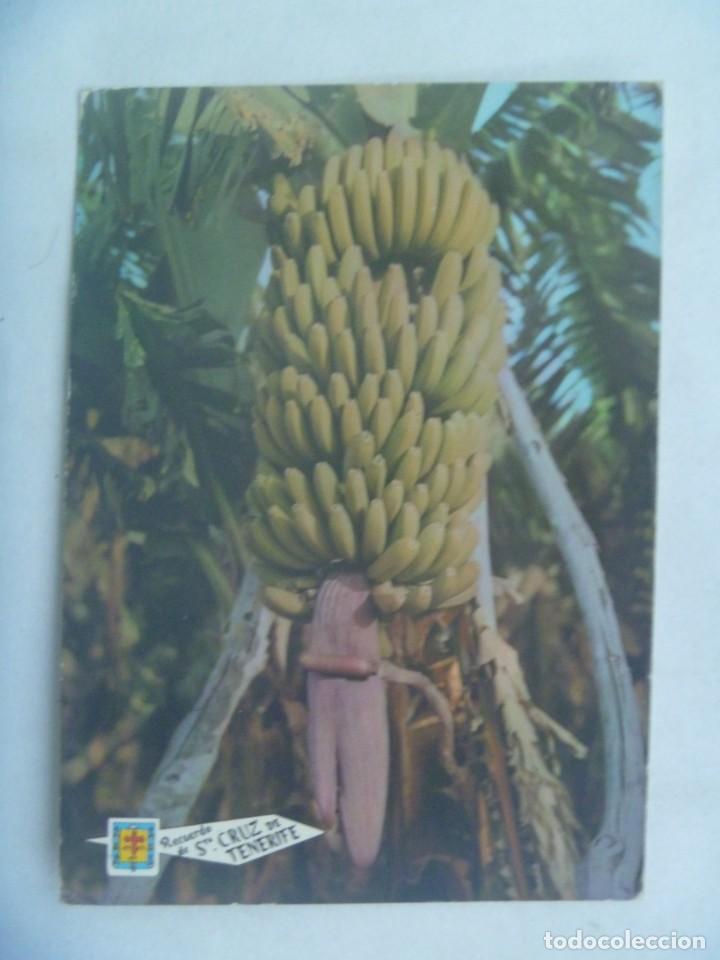 Postcards: POSTAL DE SANTA CRUZ DE TENERIFE : PI&Ntilde;A DE PLATANOS . A&Ntilde;OS 60