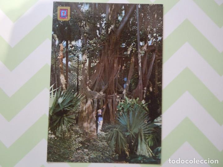 Cartoline: Postal de &aacute;rbol del caucho, La Orotava (Tenerife)