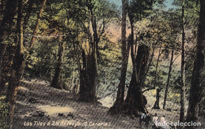 Postales: GRAN CANARIA - LOS TILOS A 2 K. DE MOYA - Foto 1